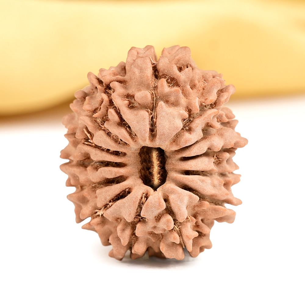 14 Mukhi from Nepal Tiny - X