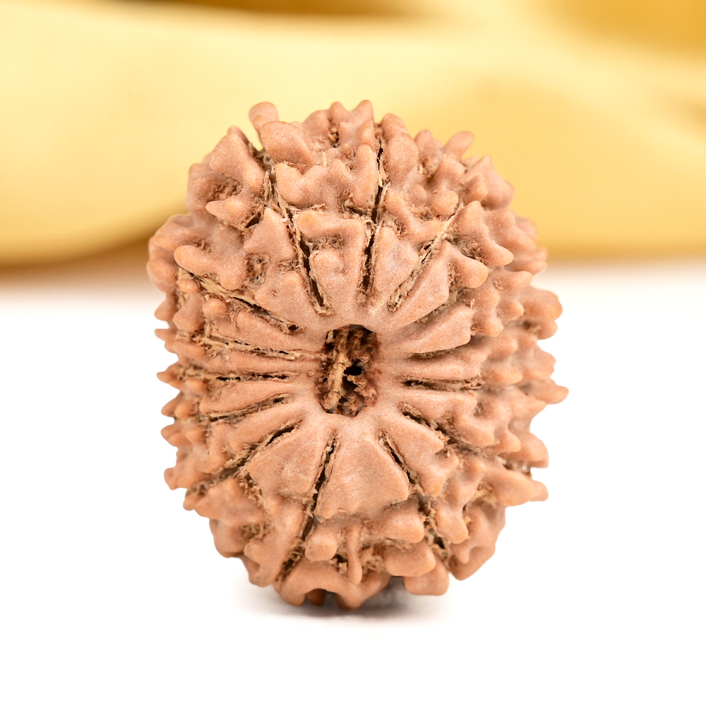 14 Mukhi from Nepal Tiny - XI