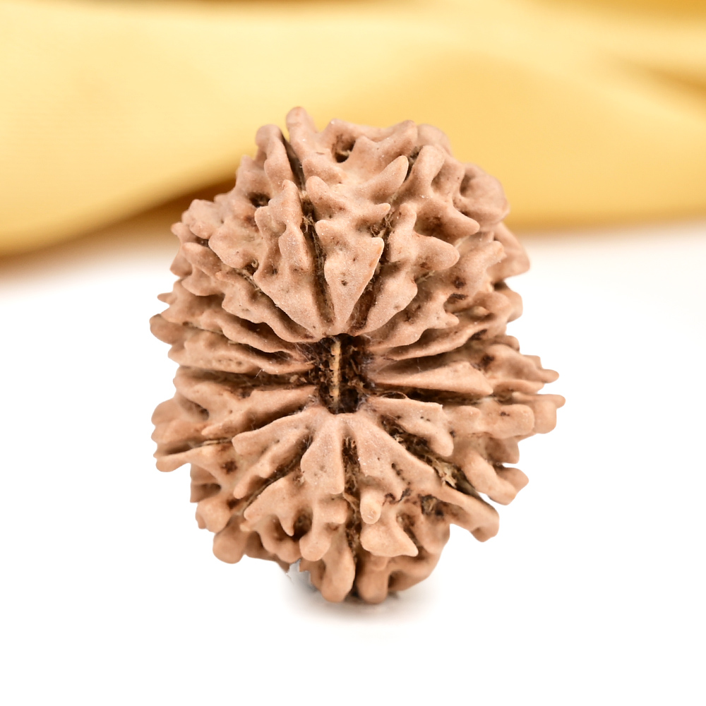 14 Mukhi from Nepal Tiny - XII