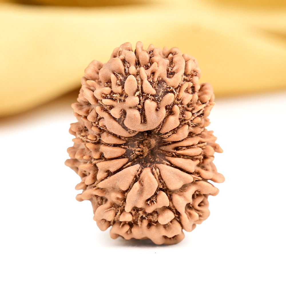 14 Mukhi from Nepal Tiny - XIII