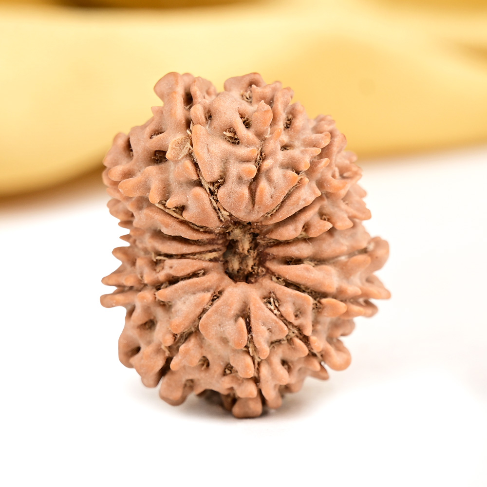 14 Mukhi from Nepal Tiny - XIV