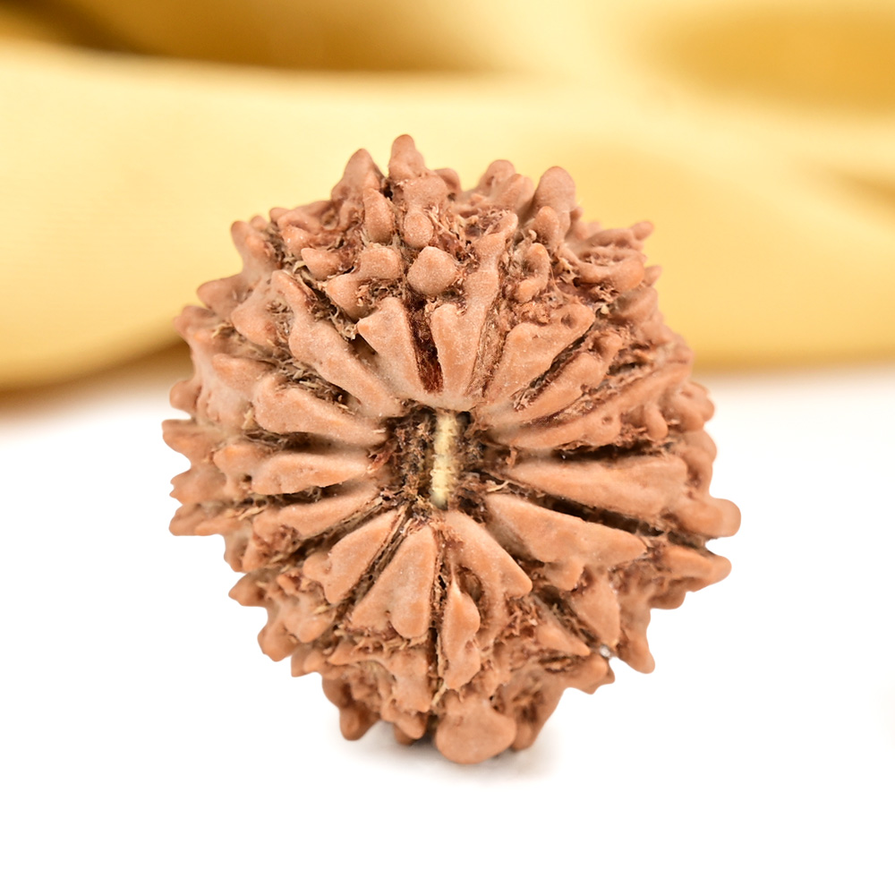 14 Mukhi from Nepal Tiny - XV