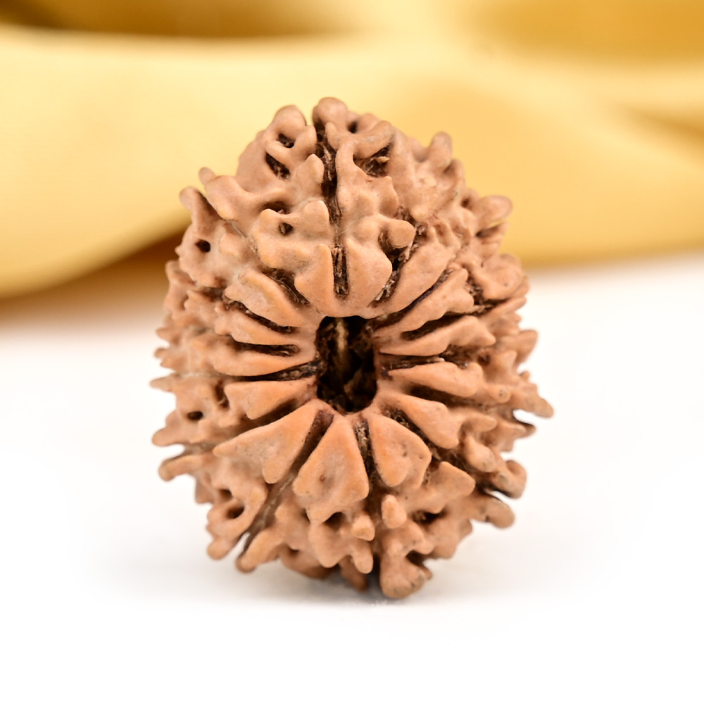 14 Mukhi from Nepal Tiny - XVI