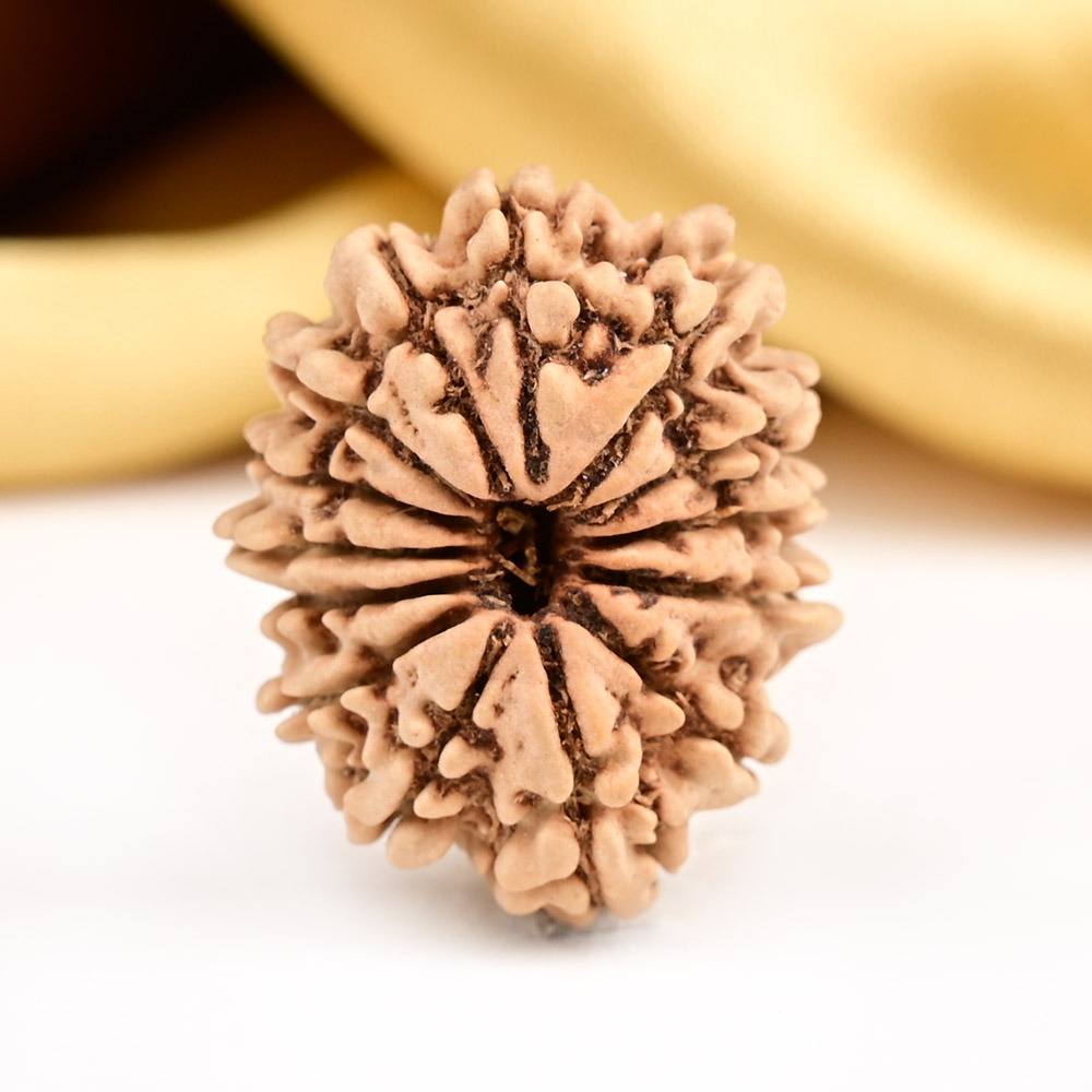 14 Mukhi from Nepal Small - CCXXIII