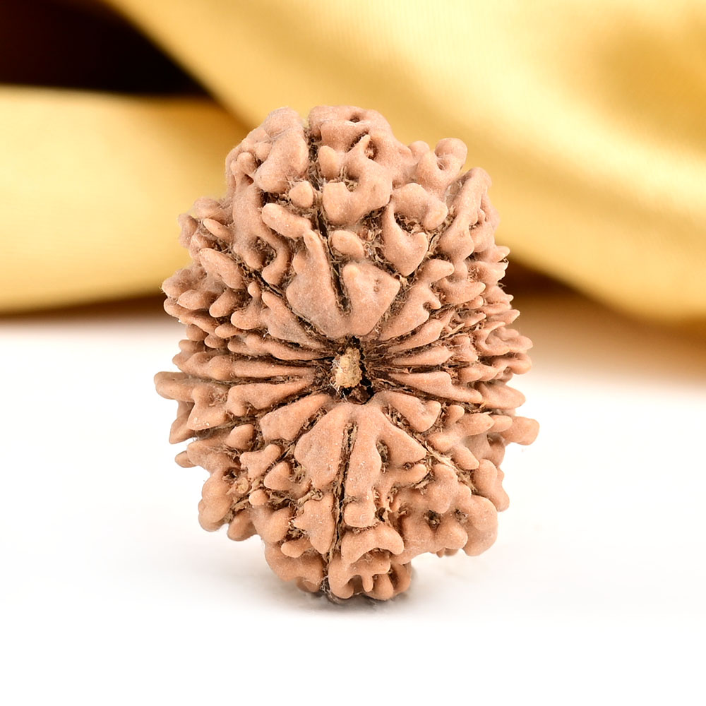 14 Mukhi from Nepal Small - CCXXIV