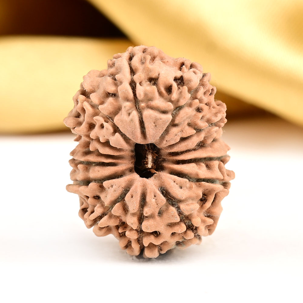 14 Mukhi from Nepal Small - CCXXV