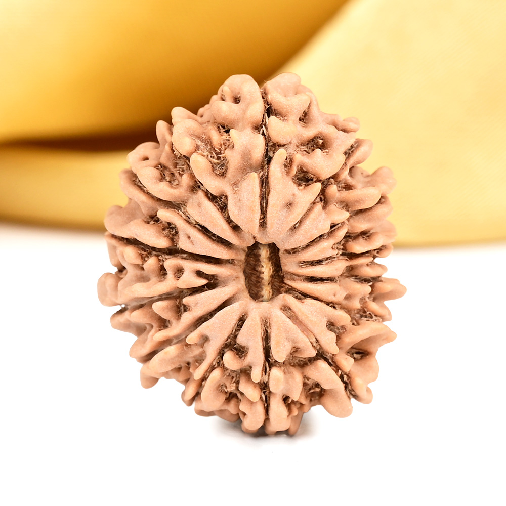 14 Mukhi from Nepal Small - CCXXVII