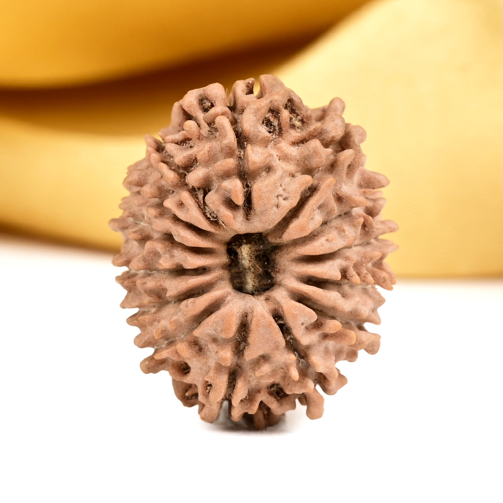 14 Mukhi from Nepal Small - CCXXVIII