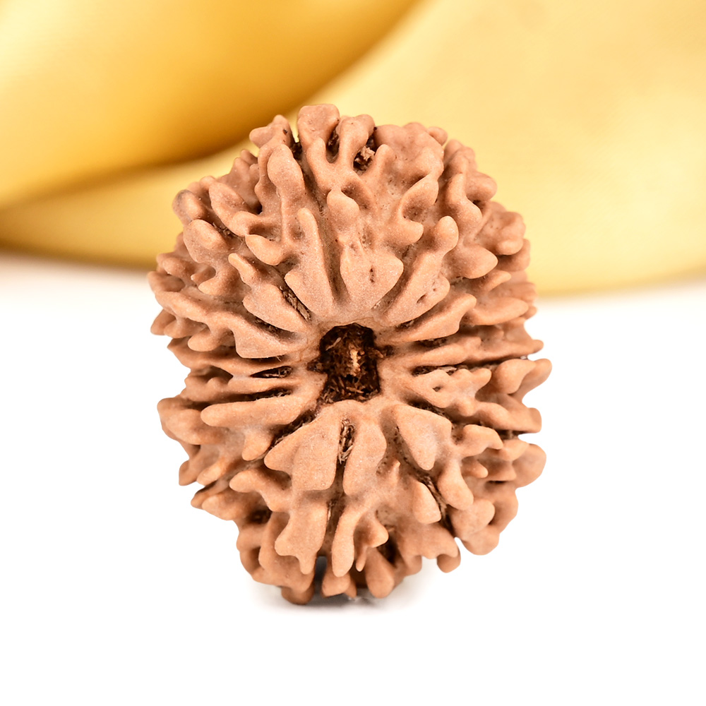 14 Mukhi from Nepal Small - CCXXIX