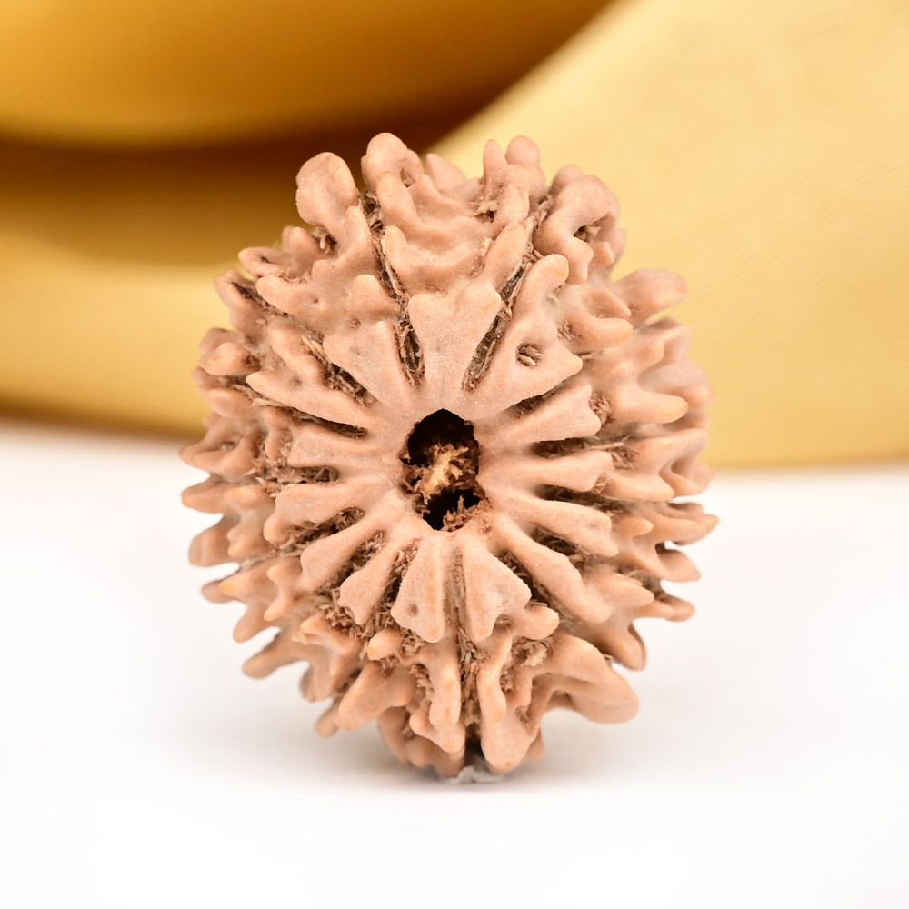 14 Mukhi from Nepal Small - CCXXX