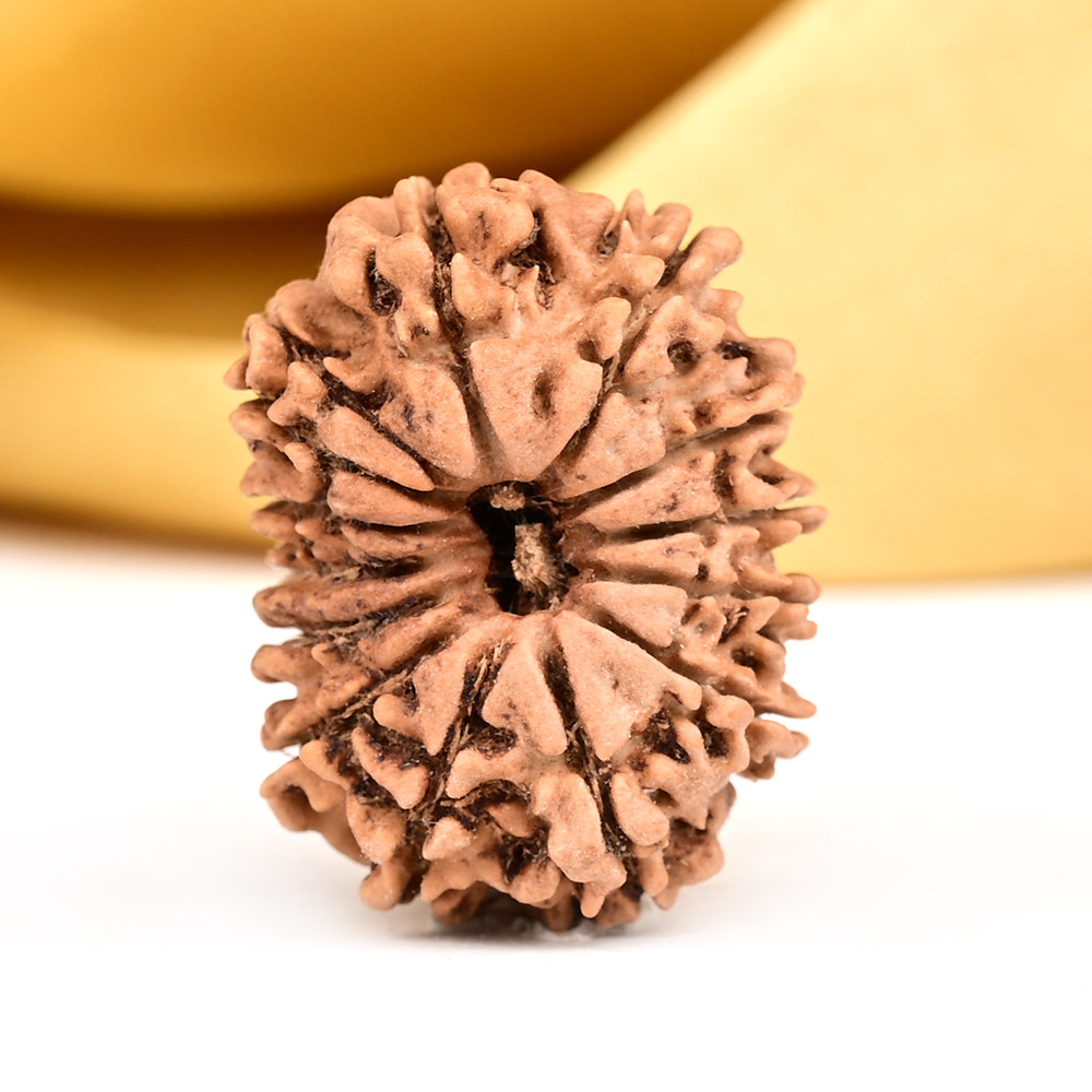 14 Mukhi from Nepal Small - CCXXXI