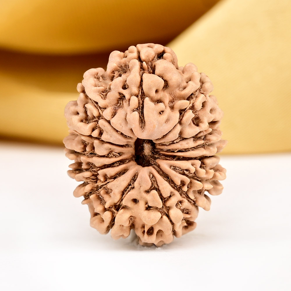 14 Mukhi from Nepal Small - CCXXXII