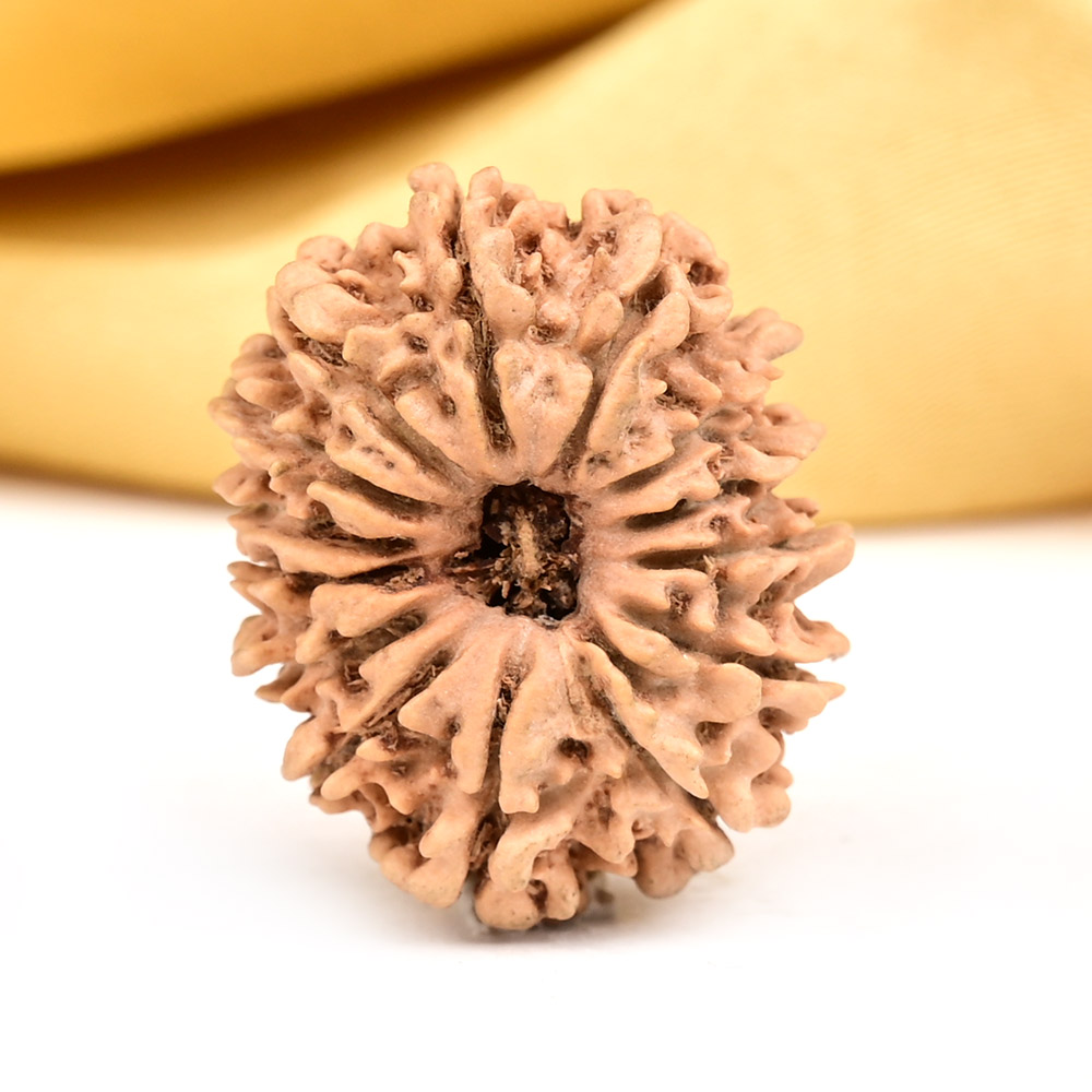 14 Mukhi from Nepal Small - CCXXXV
