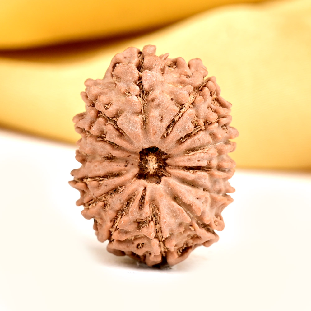 Buy 14 Mukhi from Nepal Small - CCXXXVI from Rudra Centre (Rudraksha Ratna) at reasonable prices.