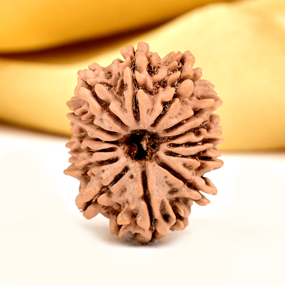 Buy 14 Mukhi from Nepal Small - CCXXXVII from Rudra Centre (Rudraksha Ratna) at reasonable prices.