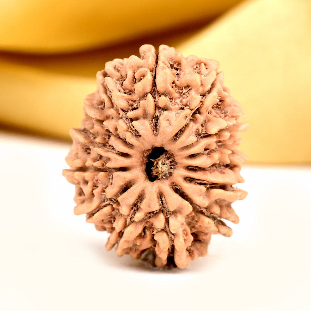 Buy 14 Mukhi from Nepal Small - CCXXXVIII from Rudra Centre (Rudraksha Ratna) at reasonable prices.