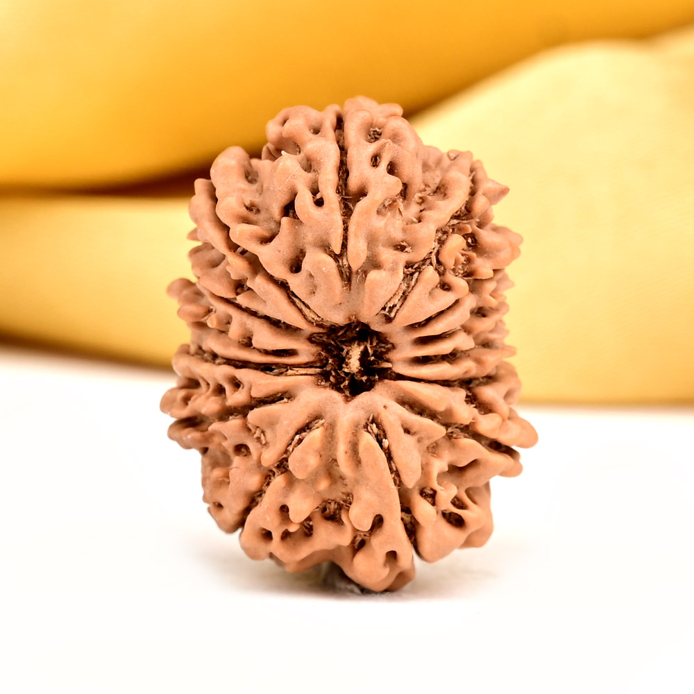 Buy 14 Mukhi from Nepal Small - CCXXXIX from Rudra Centre (Rudraksha Ratna) at reasonable prices.