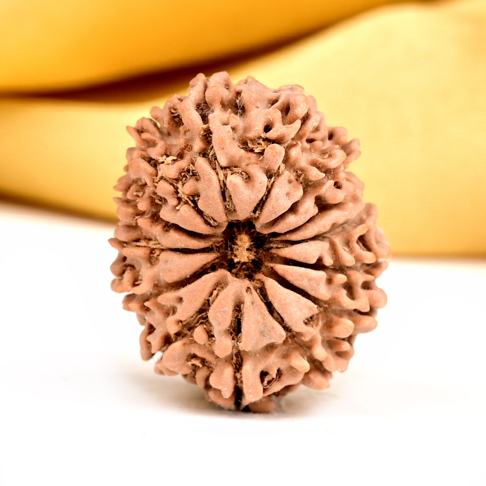 Buy 14 Mukhi from Nepal Small - CCXLI from Rudra Centre (Rudraksha Ratna) at reasonable prices.