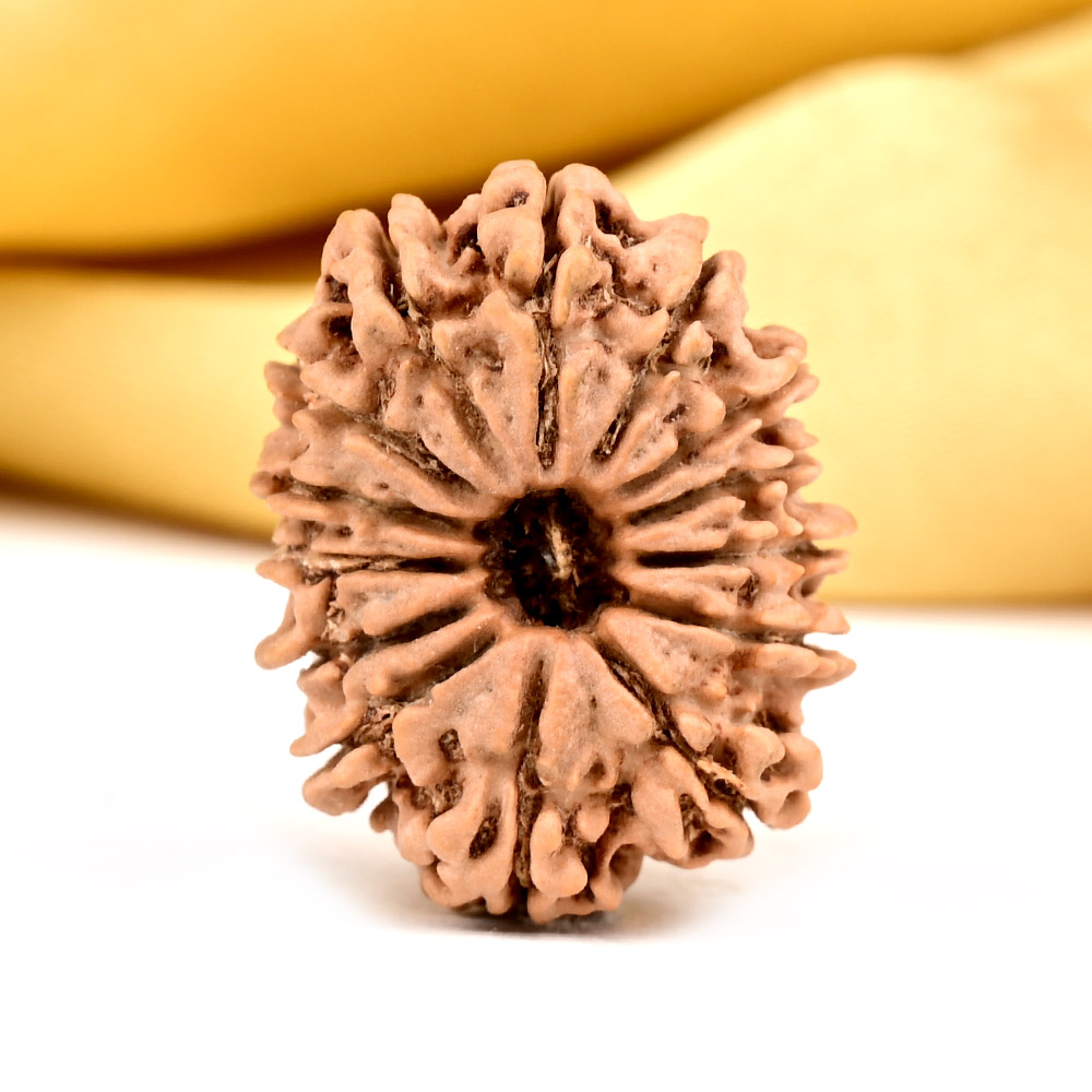 Buy 14 Mukhi from Nepal Small - CCXLII from Rudra Centre (Rudraksha Ratna) at reasonable prices.