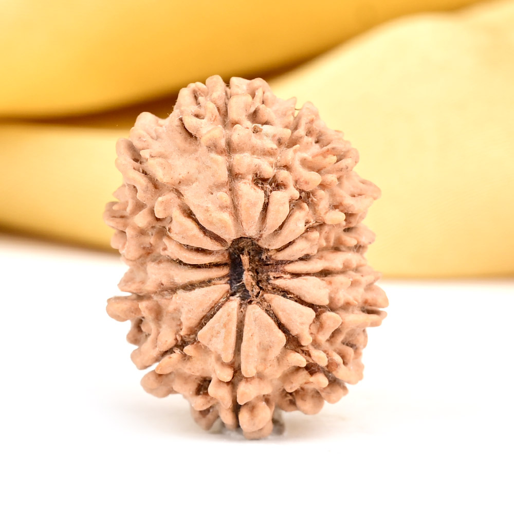 14 Mukhi from Nepal Small - CCXLIII