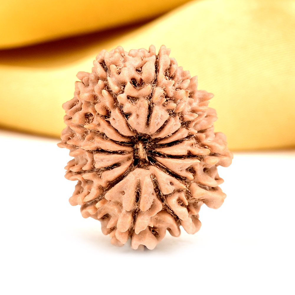 14 Mukhi from Nepal Small - CCXLIV