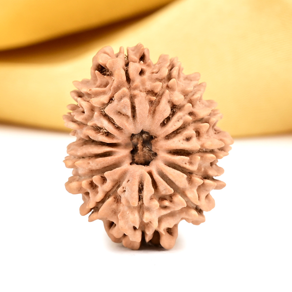 14 Mukhi from Nepal Small - CCXLV