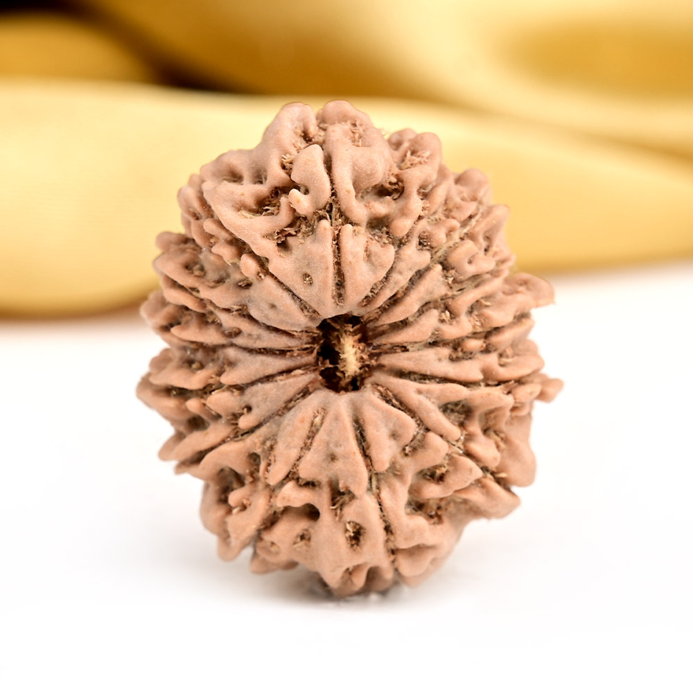 14 Mukhi from Nepal - CCXXXII