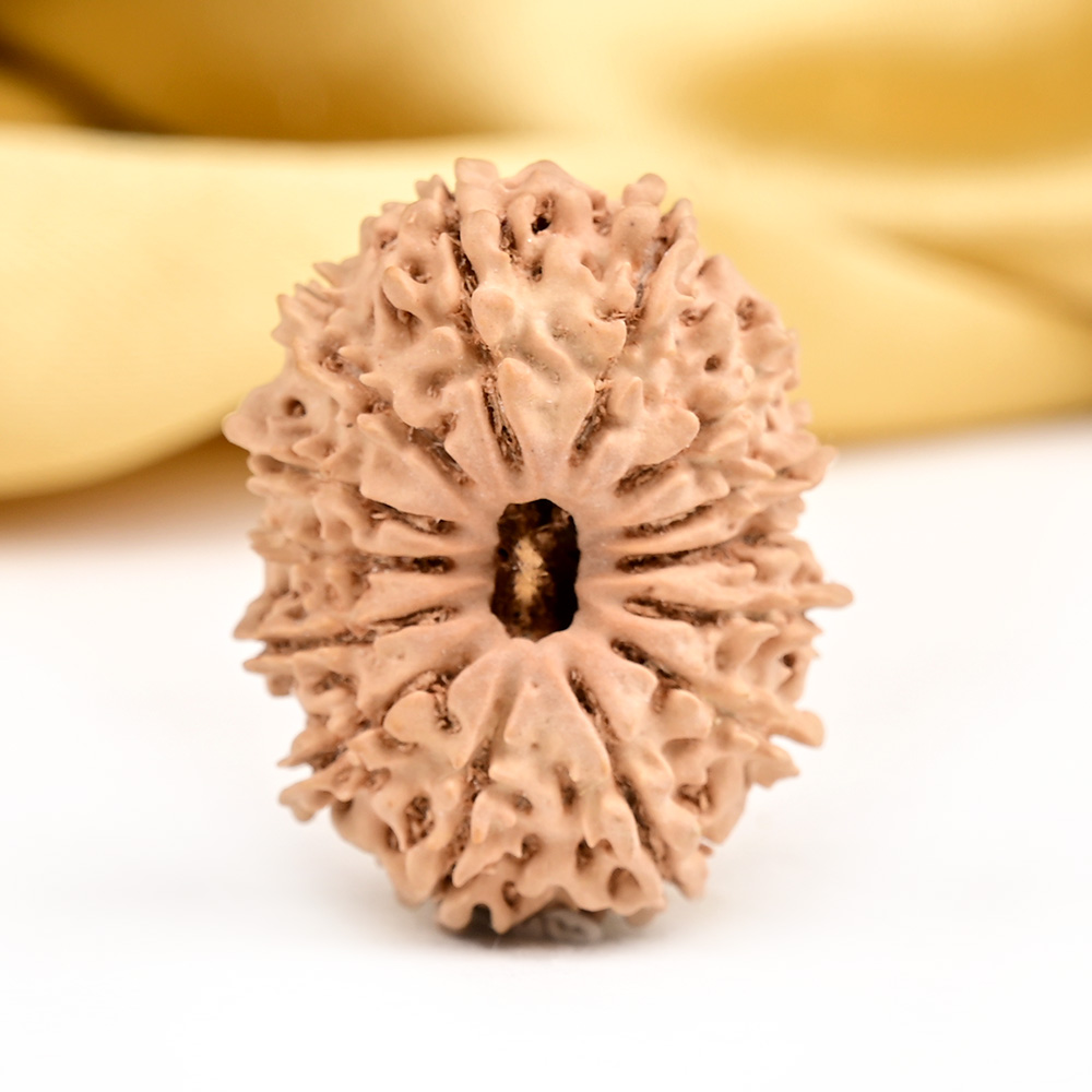14 Mukhi from Nepal - CCXXXIII