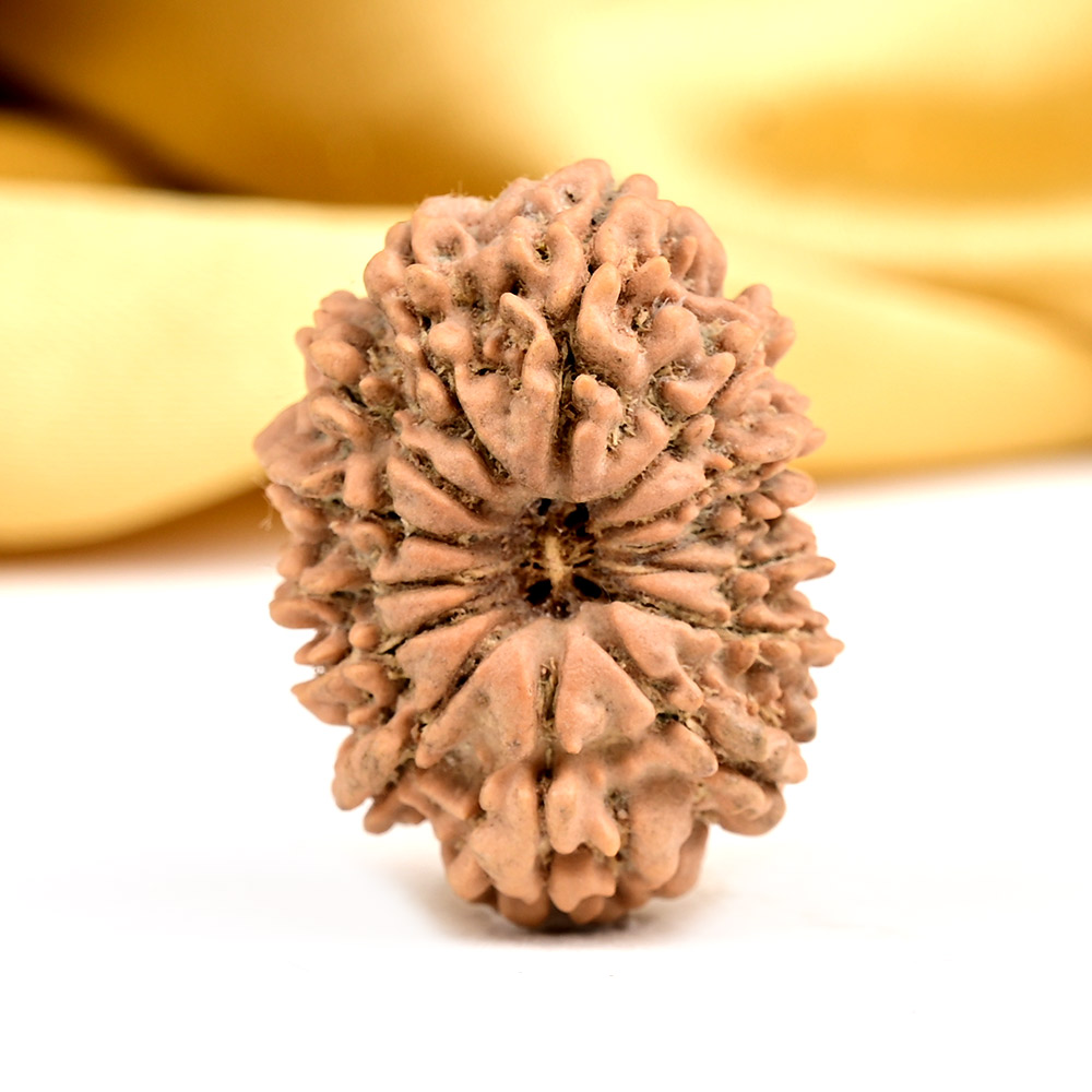 Buy 14 Mukhi from Nepal - CCXXXIV from Rudra Centre (Rudraksha Ratna) at reasonable prices.