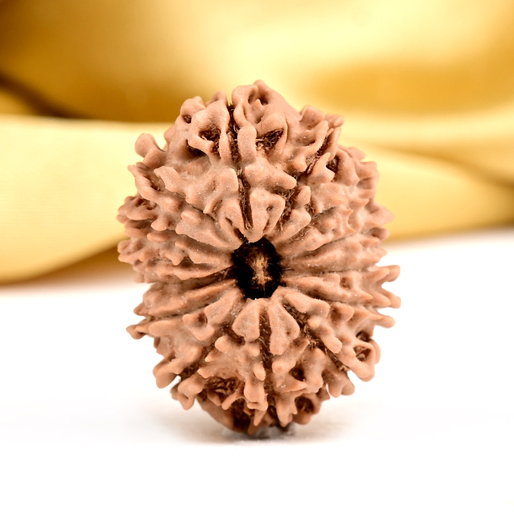 Buy 14 Mukhi from Nepal - CCXXXV from Rudra Centre (Rudraksha Ratna) at reasonable prices.