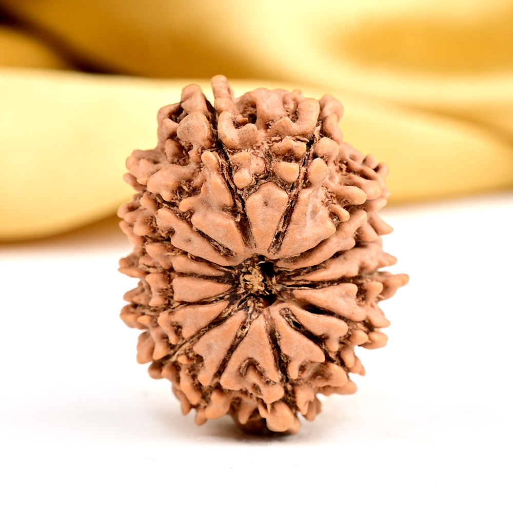 Buy 14 Mukhi from Nepal - CCXXXVI from Rudra Centre (Rudraksha Ratna) at reasonable prices.