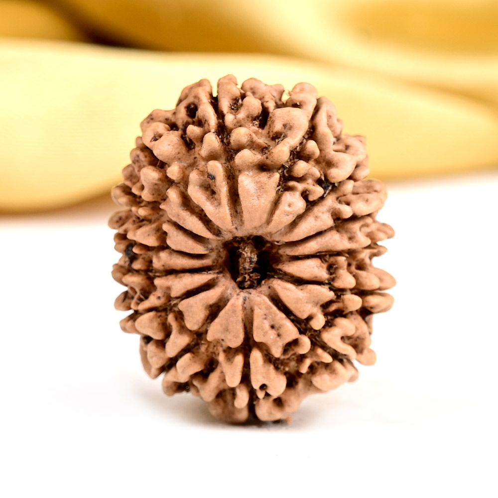 Buy 14 Mukhi from Nepal - CCXXXVII from Rudra Centre (Rudraksha Ratna) at reasonable prices.