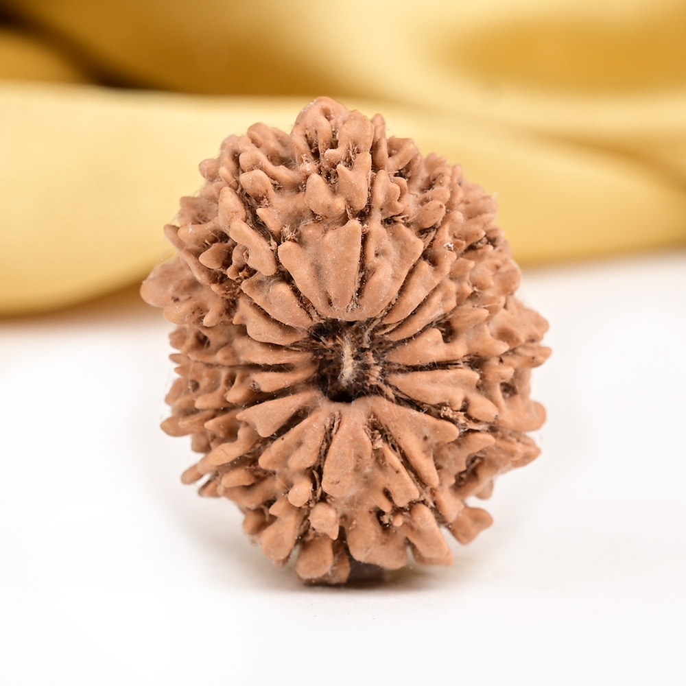 Buy 14 Mukhi from Nepal - CCXXXIX from Rudra Centre (Rudraksha Ratna) at reasonable prices.