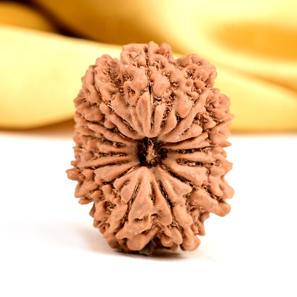 Buy 14 Mukhi from Nepal - CCXL from Rudra Centre (Rudraksha Ratna) at reasonable prices.