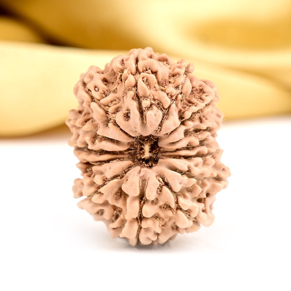 14 Mukhi from Nepal - CCXLI