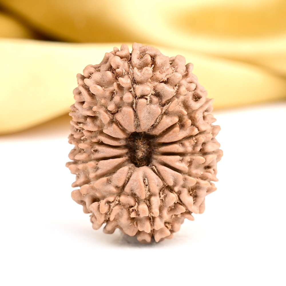 14 Mukhi from Nepal - CCXLII