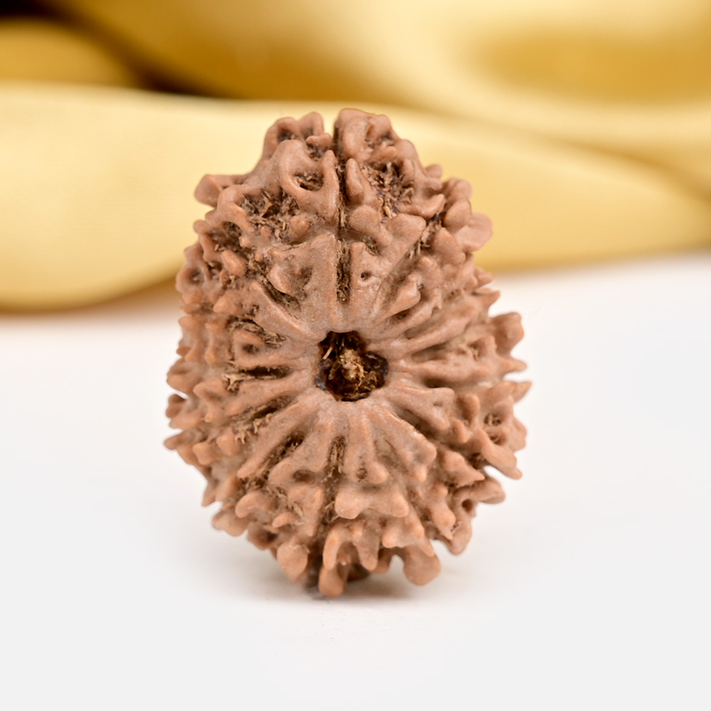 14 Mukhi from Nepal - CCXLIII