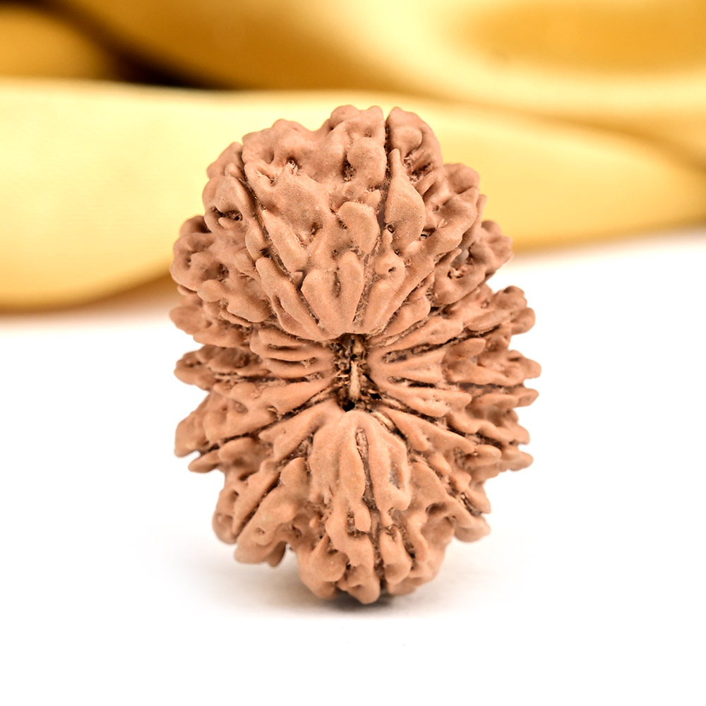 Buy 14 Mukhi from Nepal - CCXLV from Rudra Centre (Rudraksha Ratna) at reasonable prices.