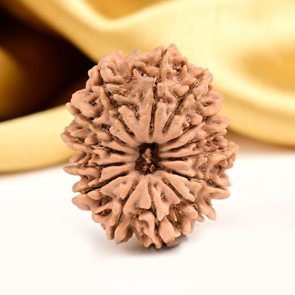 Buy 14 Mukhi from Nepal Large - CVIII from Rudra Centre (Rudraksha Ratna) at reasonable prices.