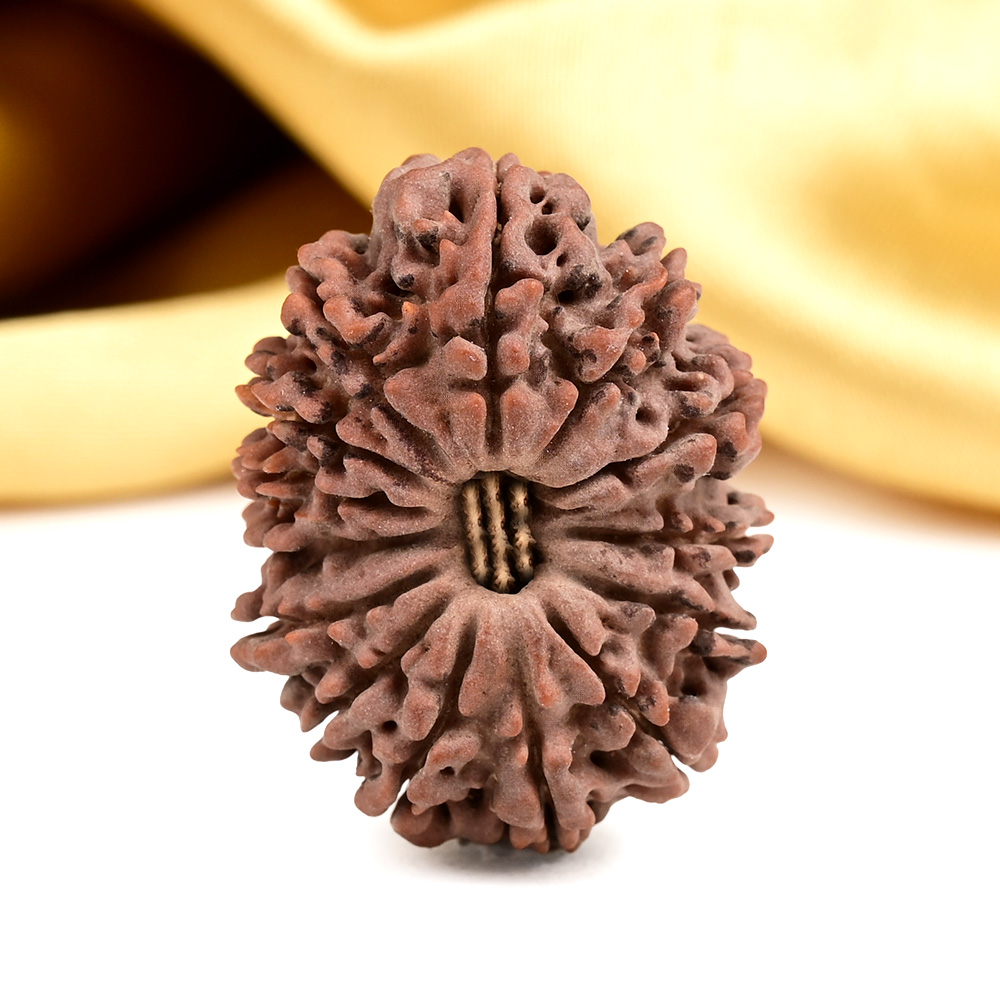 14 Mukhi from Nepal Large - CIX