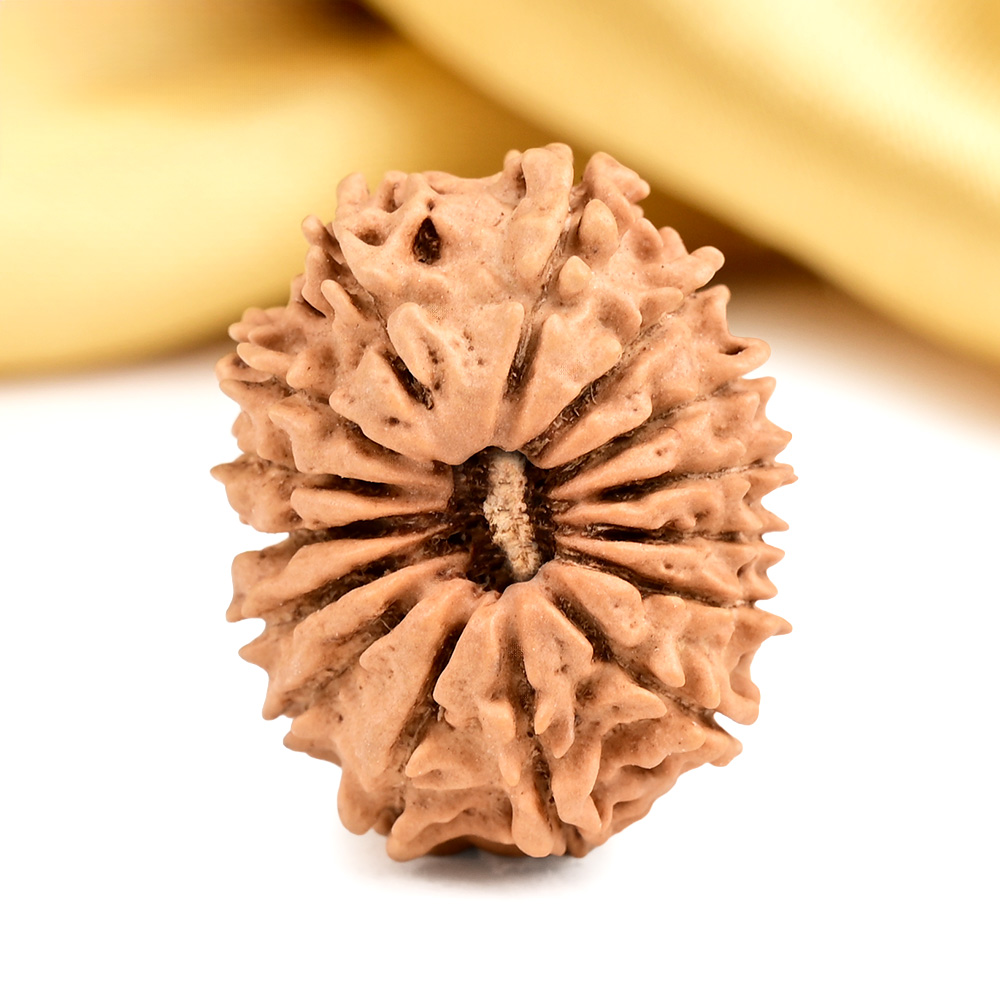 15 Mukhi from Nepal Tiny - I