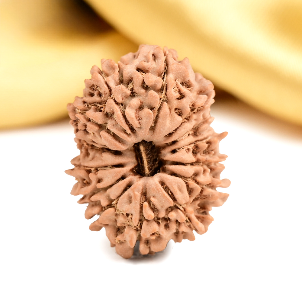 15 Mukhi from Nepal Tiny - II