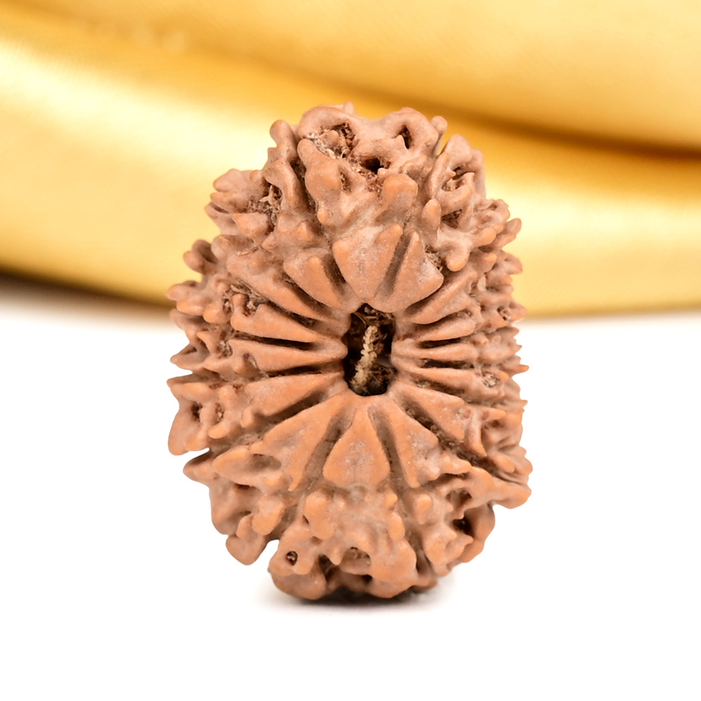 15 Mukhi from Nepal Tiny - III