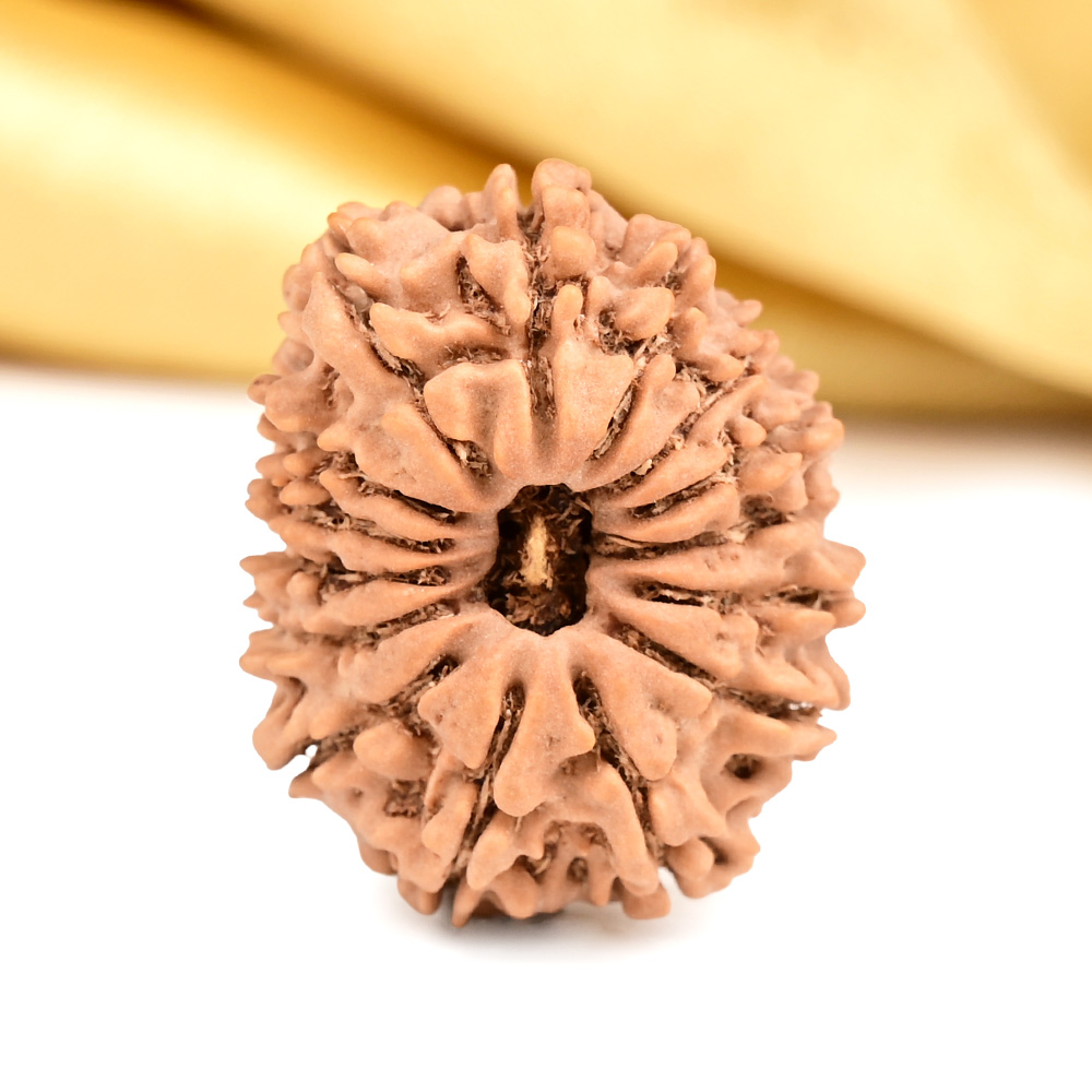 15 Mukhi from Nepal Tiny - IV