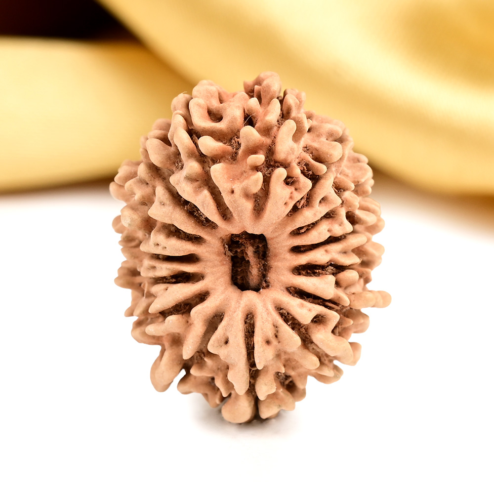 15 Mukhi from Nepal Small - CL