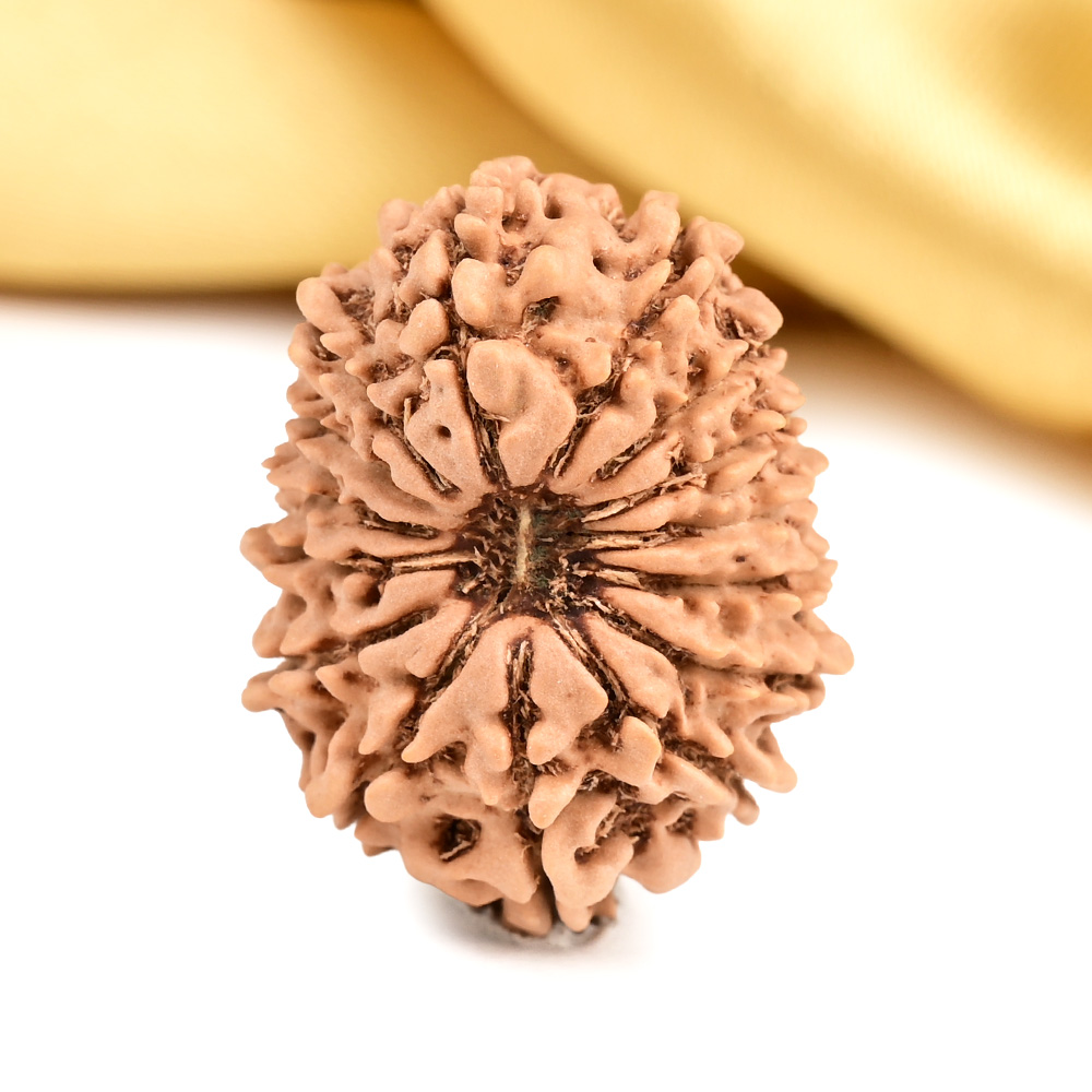 15 Mukhi from Nepal Small - CLI