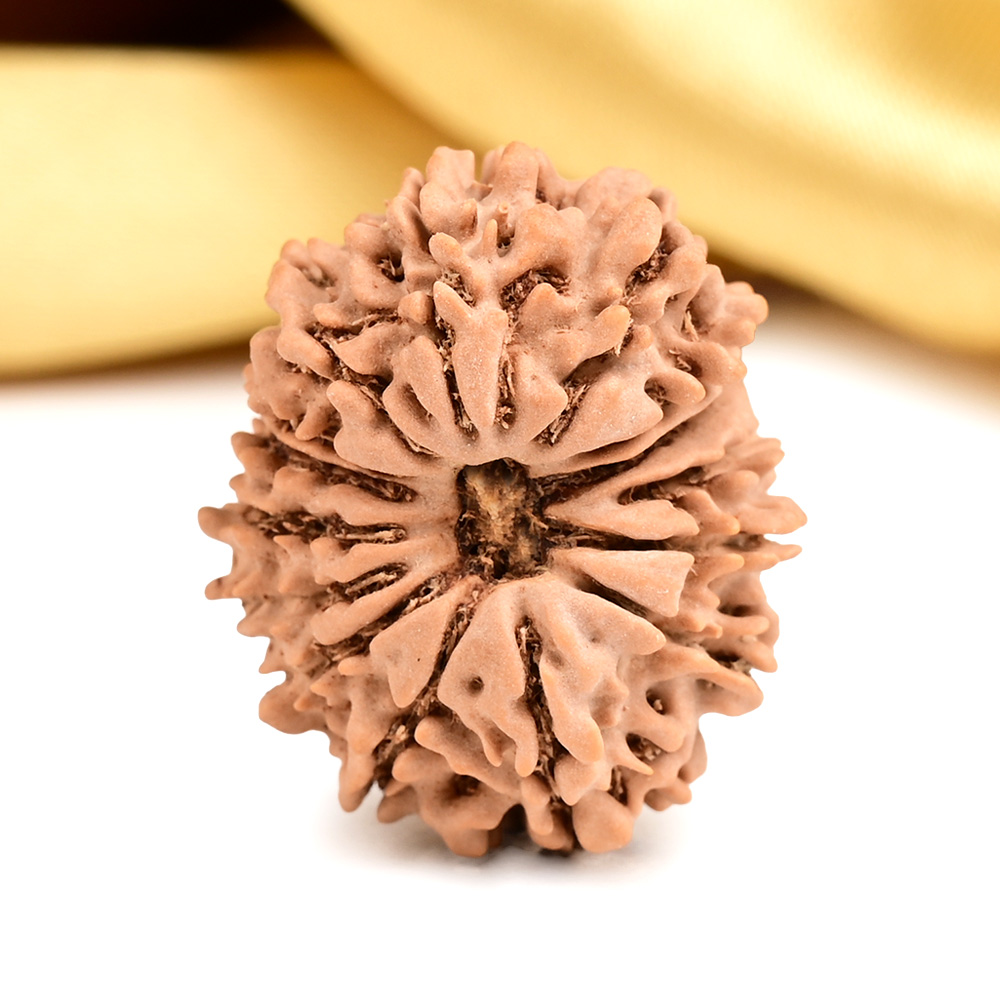 15 Mukhi from Nepal Small - CLII