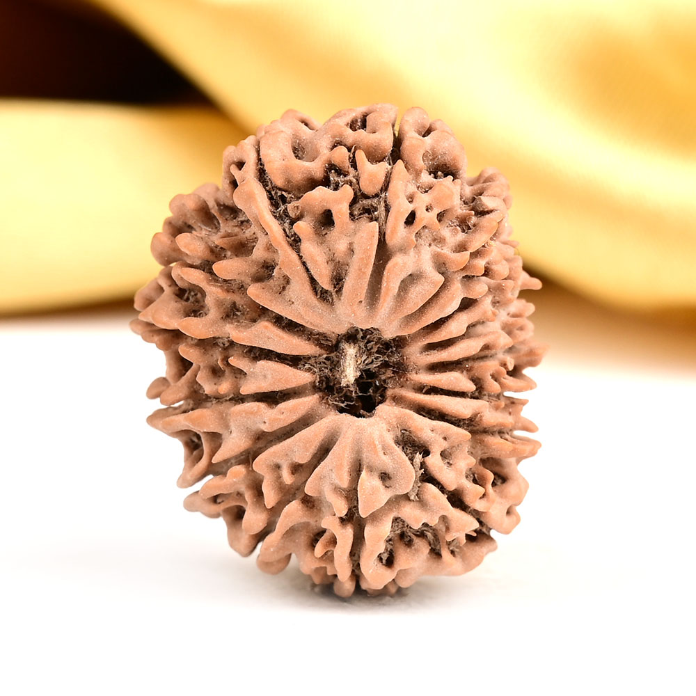 15 Mukhi from Nepal Small - CLIII