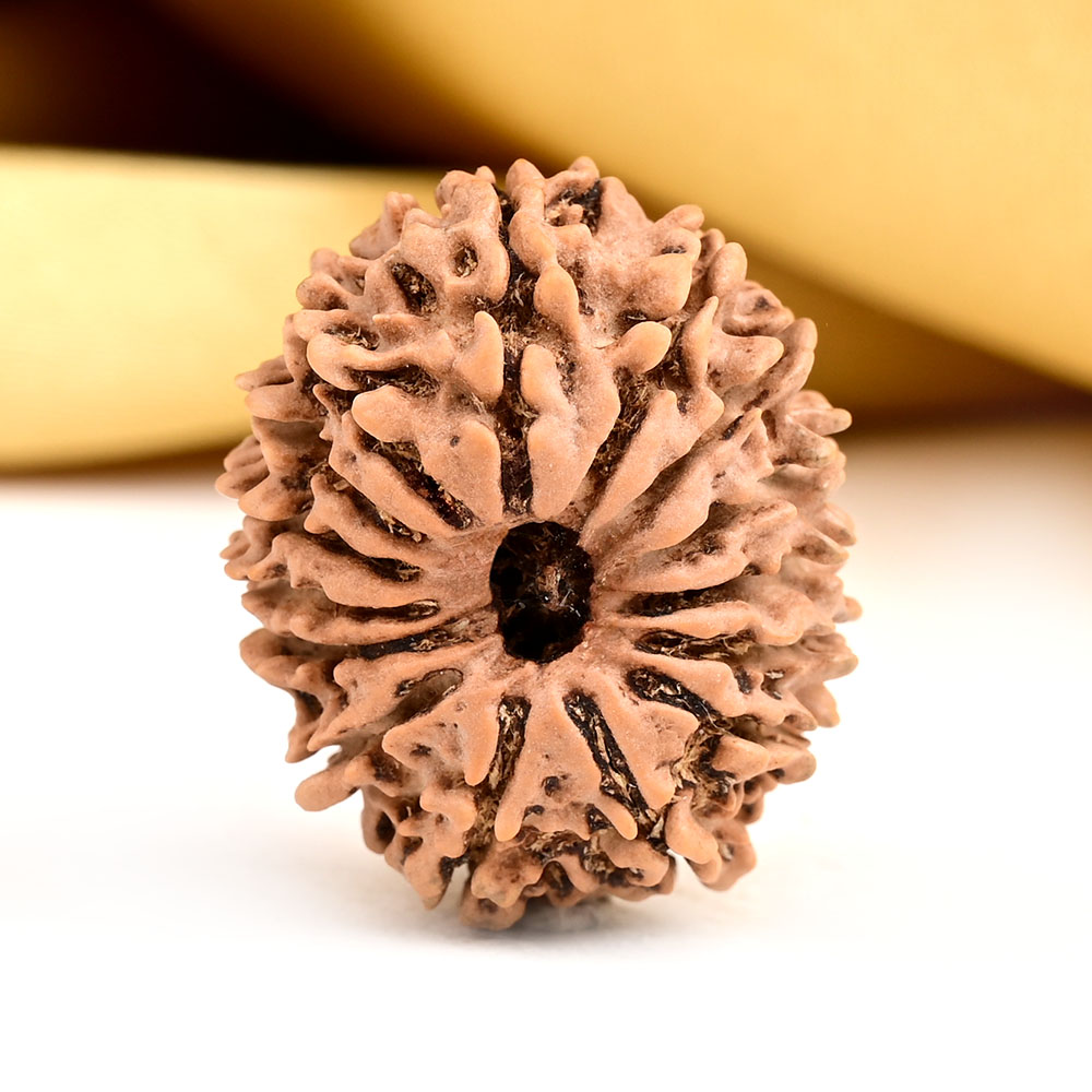 15 Mukhi from Nepal Small - CLIV