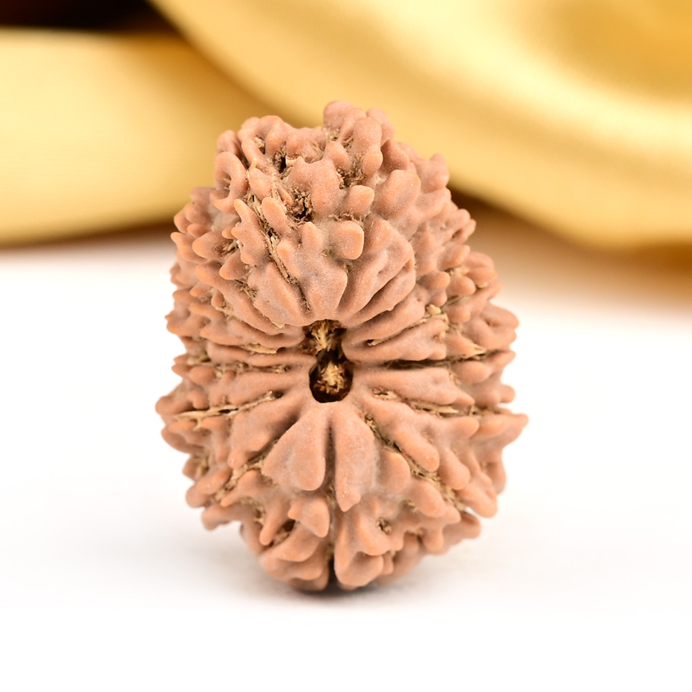 15 Mukhi from Nepal Small - CLV